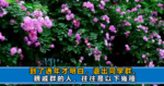 讀完毛姆《面紗》才明白，復雜的並非愛情，而是人性